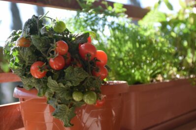 Balkontomaten: So gelingt der Tomatenanbau auf dem Balkon