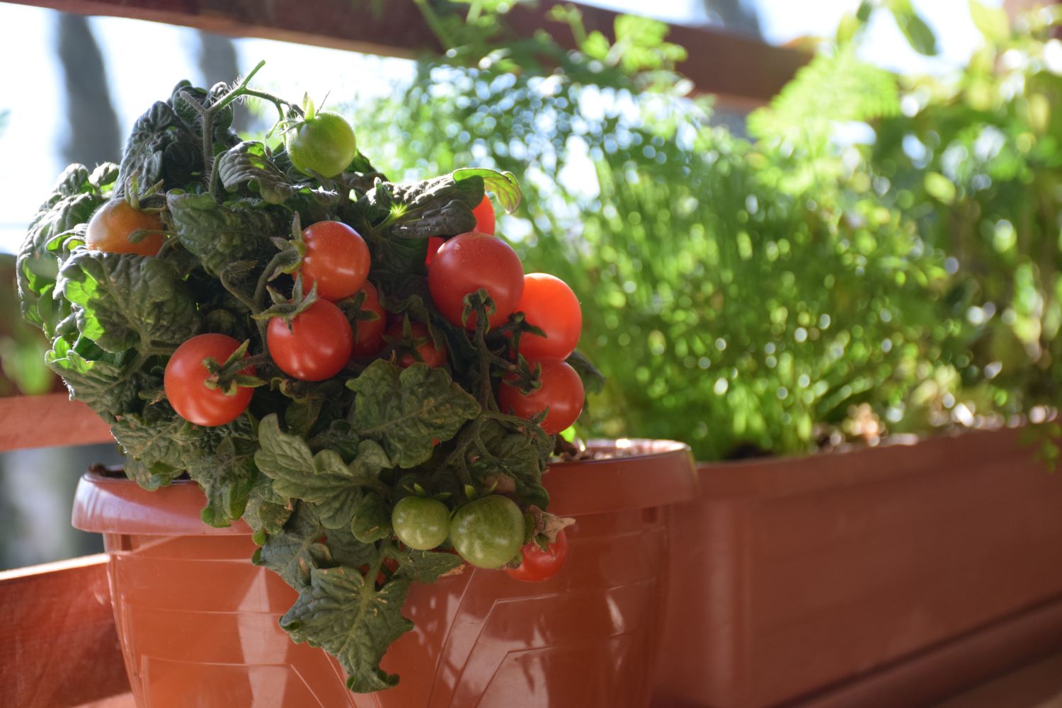 Balkontomaten: Anbau auf dem Balkon - Plantura