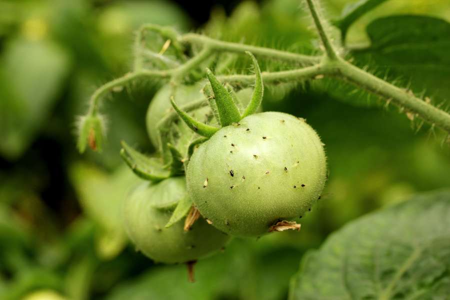 Blattläuse an Tomaten