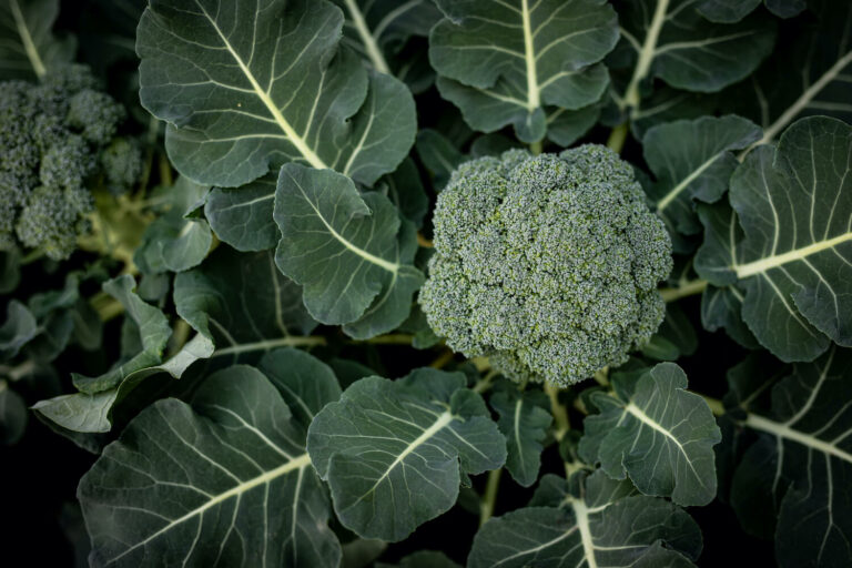 Brokkoli anbauen Tipps zum Pflanzen im Garten Plantura