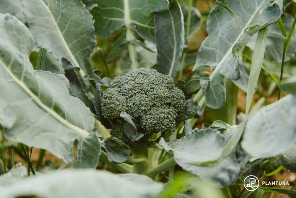 zum im Garten - Plantura Pflanzen Brokkoli Tipps anbauen: