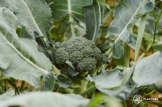 Brokkoli anbauen: Die grüne Kohlpflanze aus dem eigenen Garten