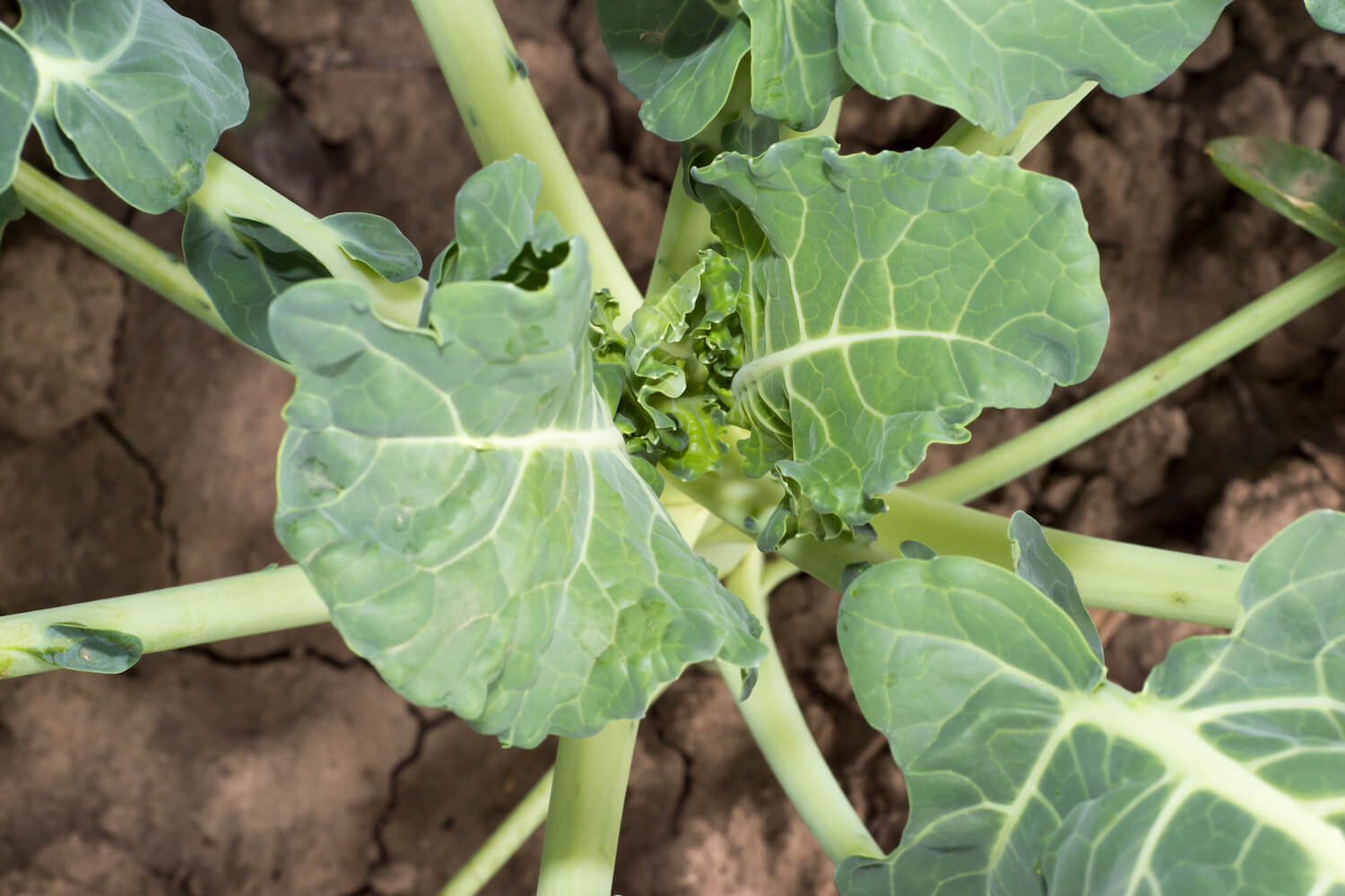 Brokkoli anbauen Tipps zum Pflanzen im Garten Plantura