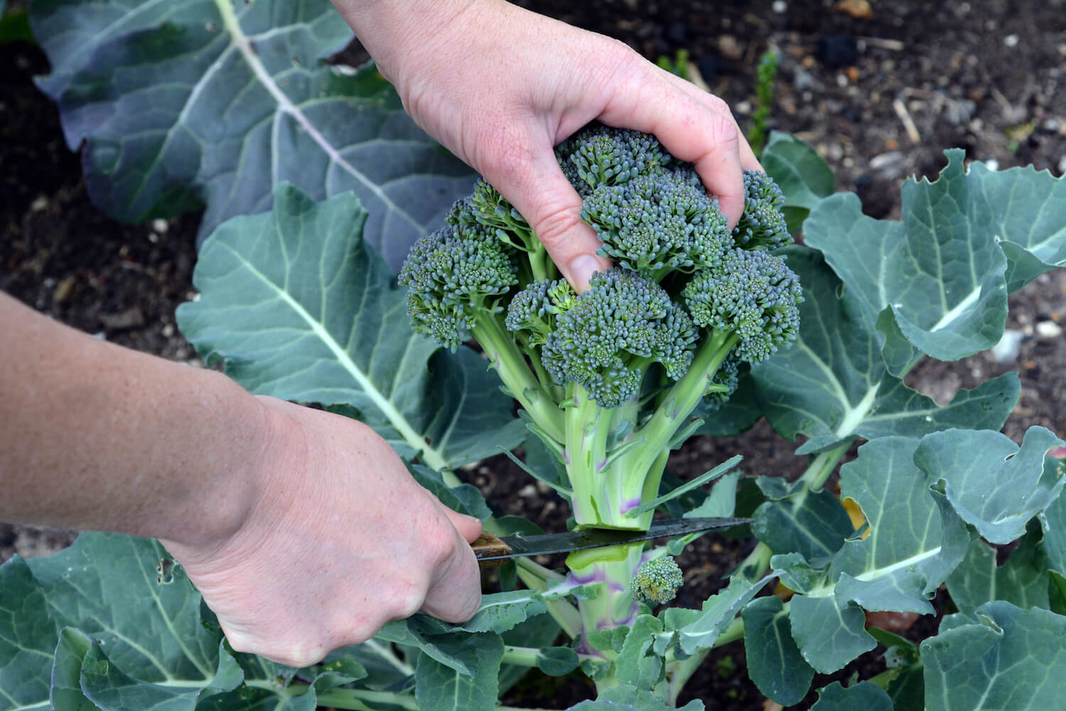 Brokkoli anbauen: Tipps zum Pflanzen im Garten - Plantura