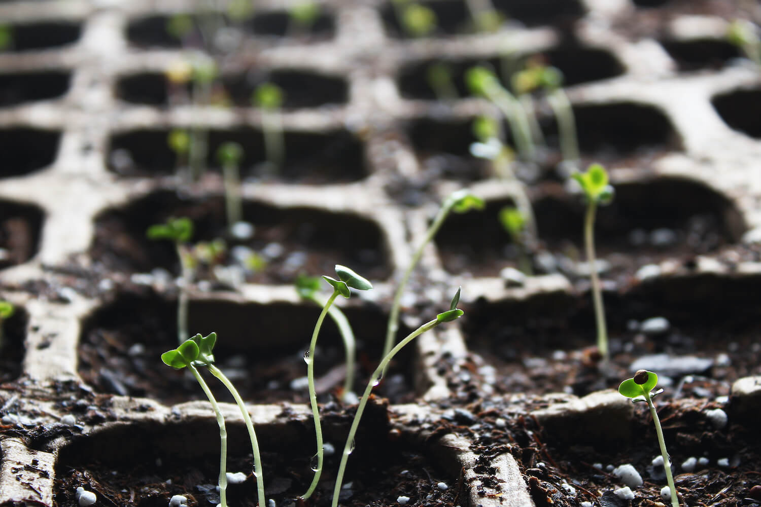 Brokkoli anbauen Tipps zum Pflanzen im Garten Plantura