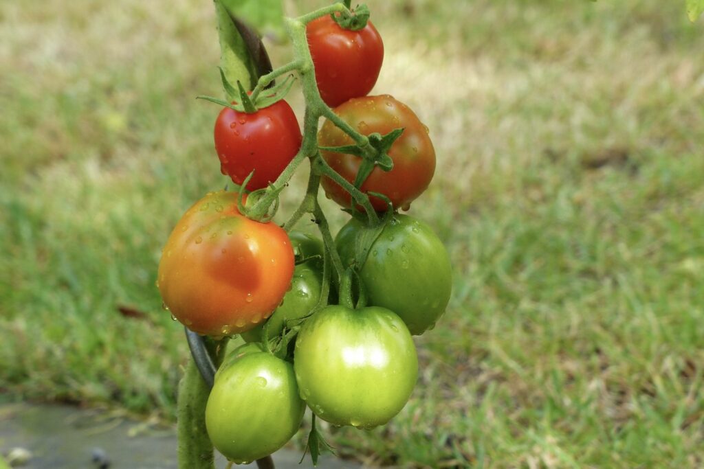 Tomate De Berao