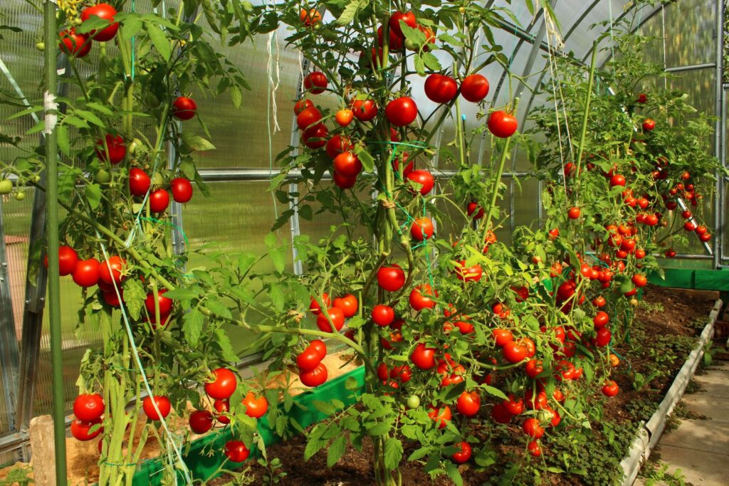 Tomaten in einem Gewächshaus