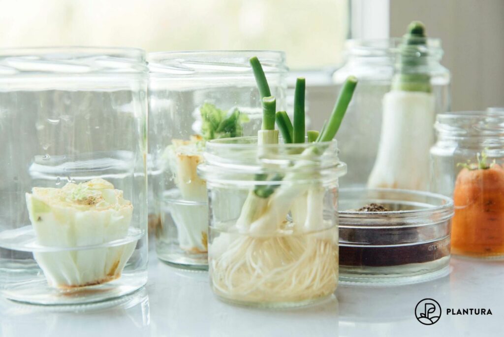 Regrowing von Frühlingszwiebel