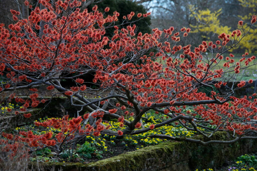 Zaubernussstrauch rot Zaubernuss im Garten