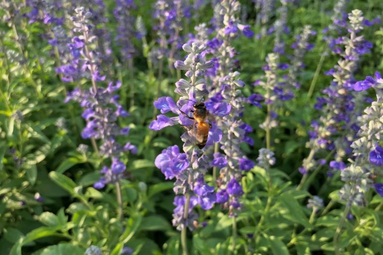 Gartensalbei im Garten anbauen Plantura