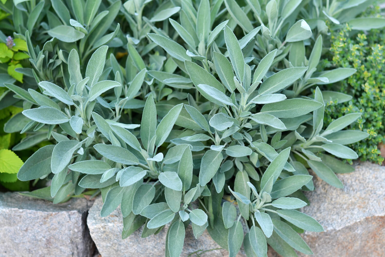 Gartensalbei anbauen, ernten & verwenden Plantura