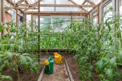 Tomatenanbau im Gewächshaus und Folientunnel