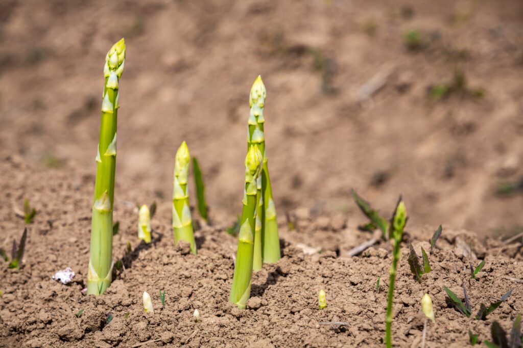 Spargel Tipps zum Anbau im eigenen Garten Plantura