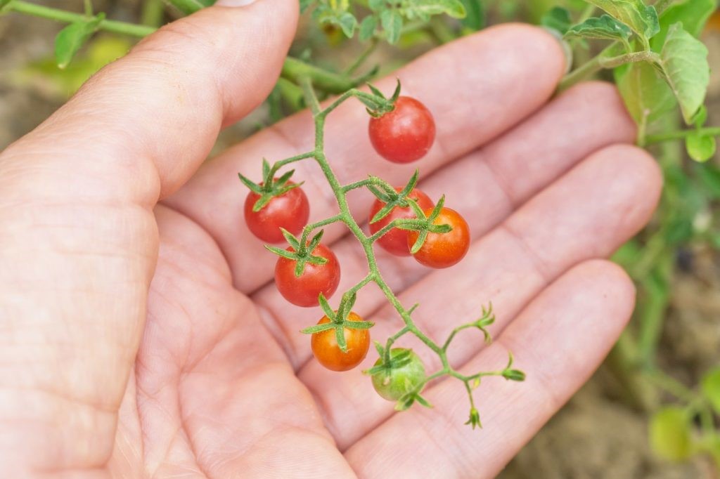 Johannisbeertomaten