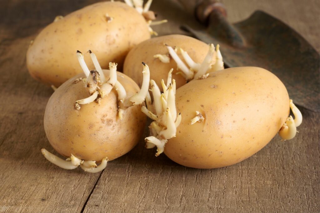 ausgetriebene Kartoffeln