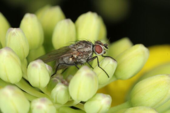 Kohlfliege: Erkennen, vorbeugen und bekämpfen