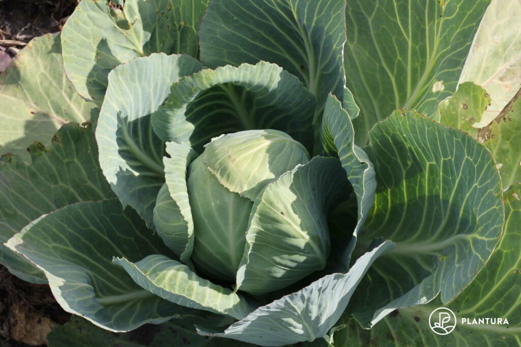 Weißkohl