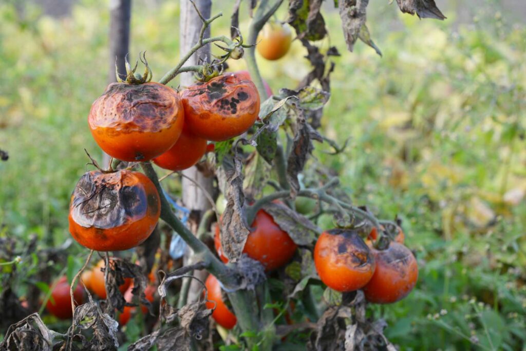 Kraut- &amp; Braunfäule bei Tomaten bekämpfen - Plantura