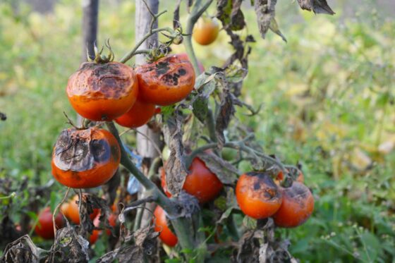 Kraut- & Braunfäule bei Tomaten: Erkennen, vorbeugen & bekämpfen