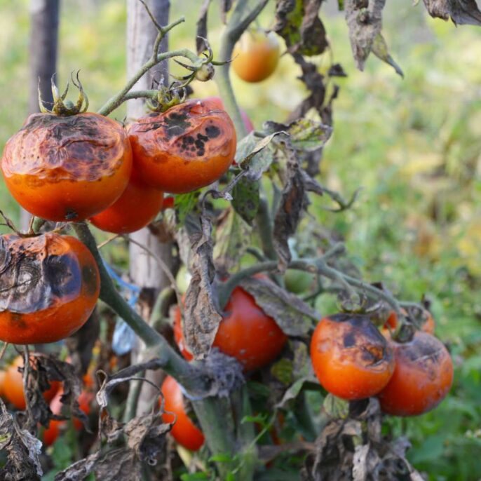 Kraut- & Braunfäule bei Tomaten: Erkennen, vorbeugen & bekämpfen