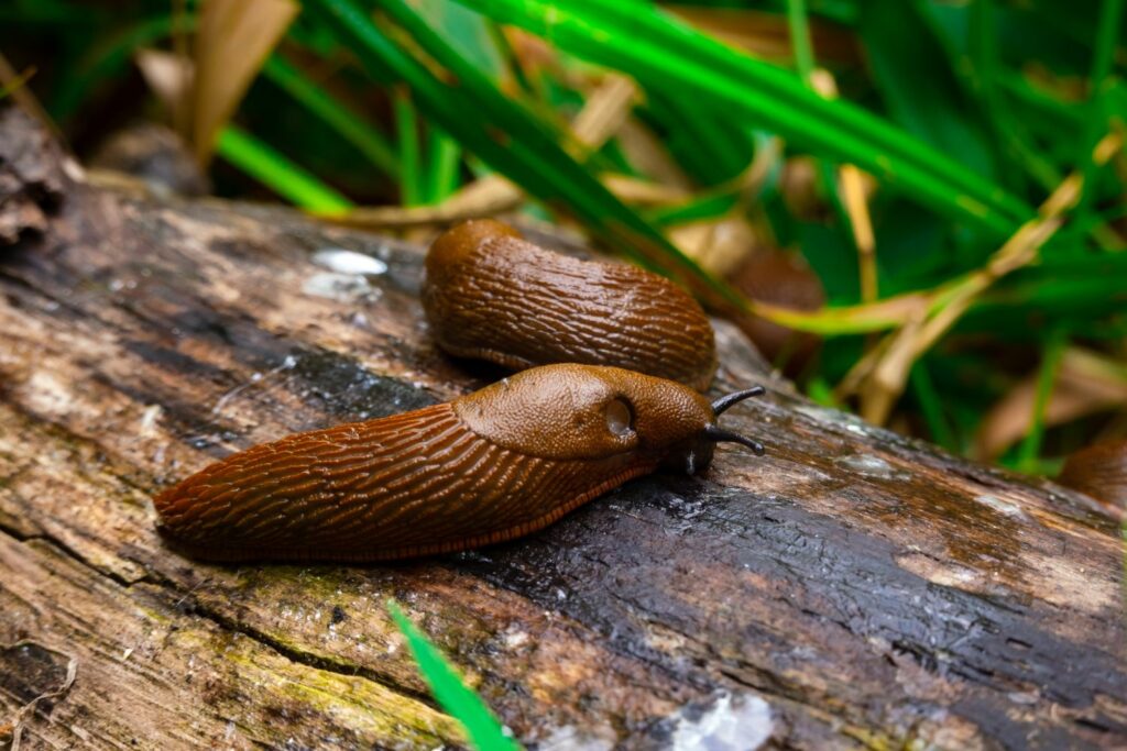 Nacktschnecken im Garten