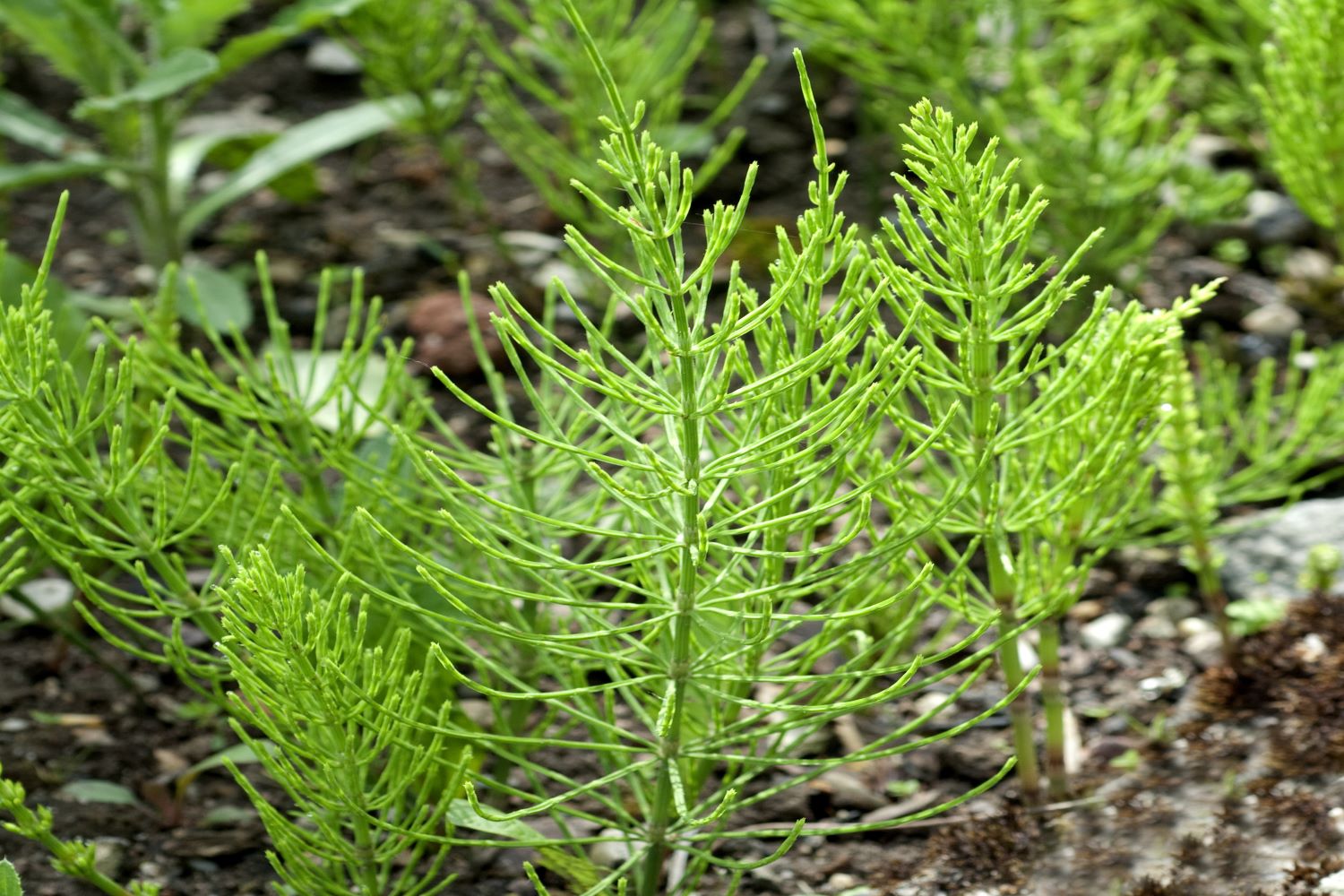 Brennnesseljauche & Ackerschachtelhalm im Garten Plantura