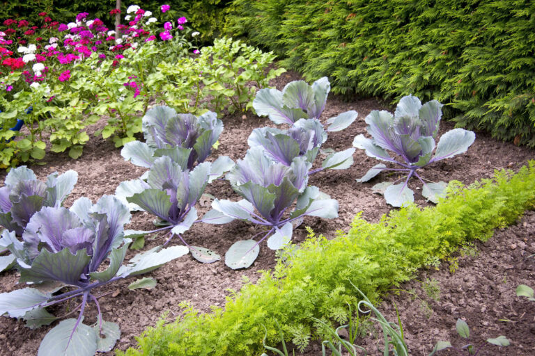 Rotkohl anpflanzen Anleitung & Tipps Plantura