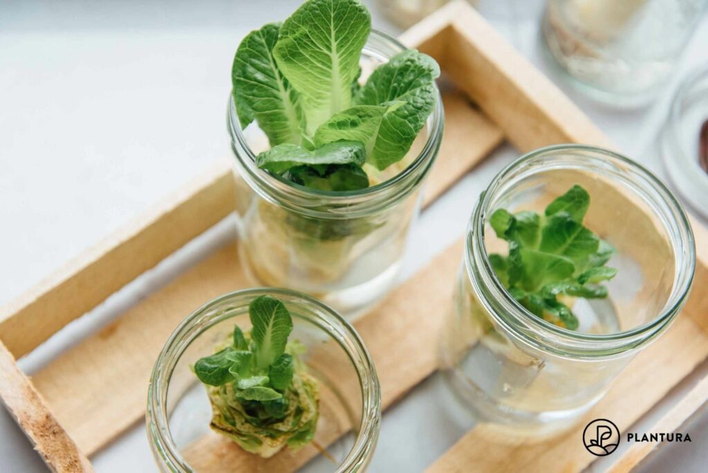 Regrowing von Salat