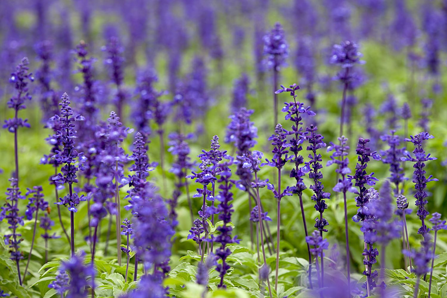 GartensalbeiSorten für Garten & Küche Plantura