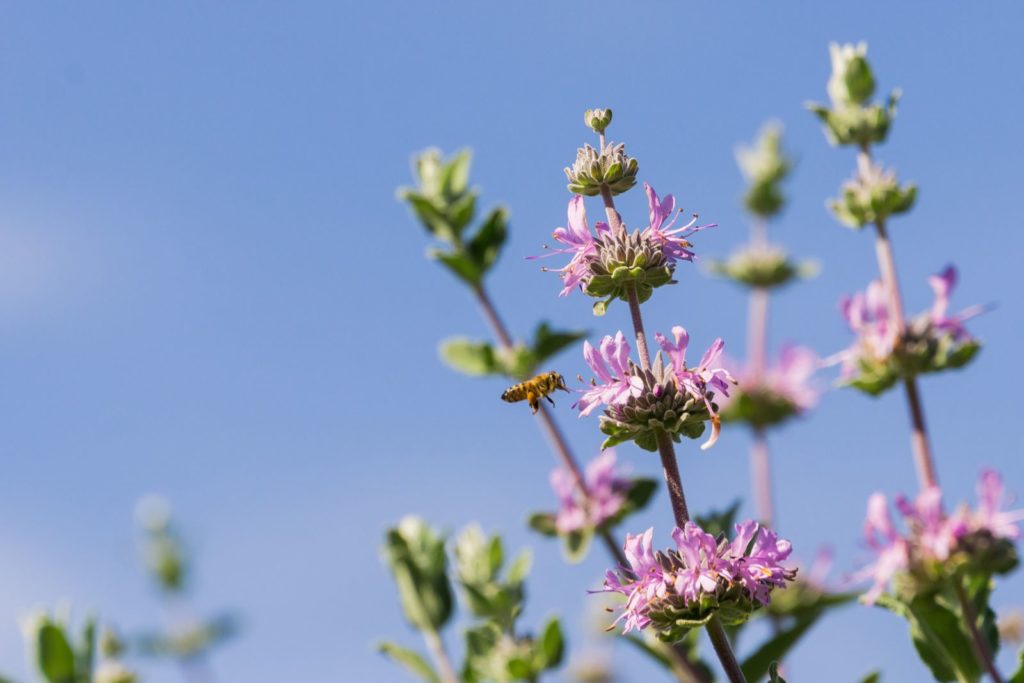 Salbei Cleveland mit Blüten und Biene
