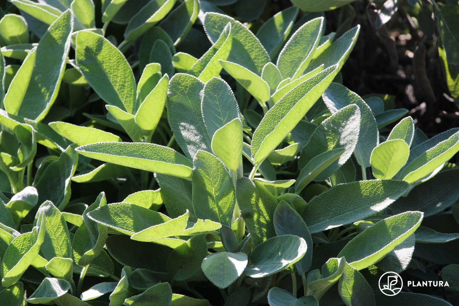 Gartensalbei im Garten anbauen Plantura