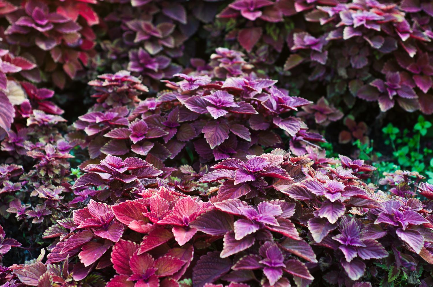 Shiso & Perilla Exotische Kresse aus Fernost Plantura