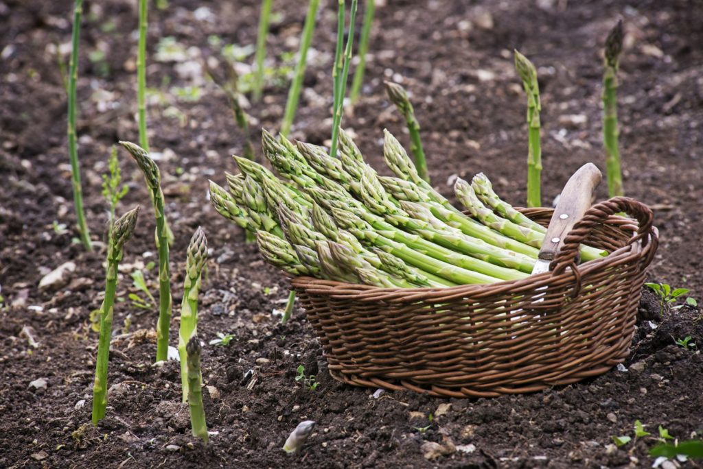 Geernteter Spargel in einem Korb