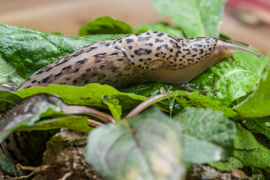 Tigerschnegel im Garten