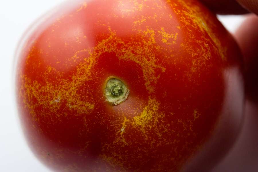 Thrips-Schäden an einer Tomate