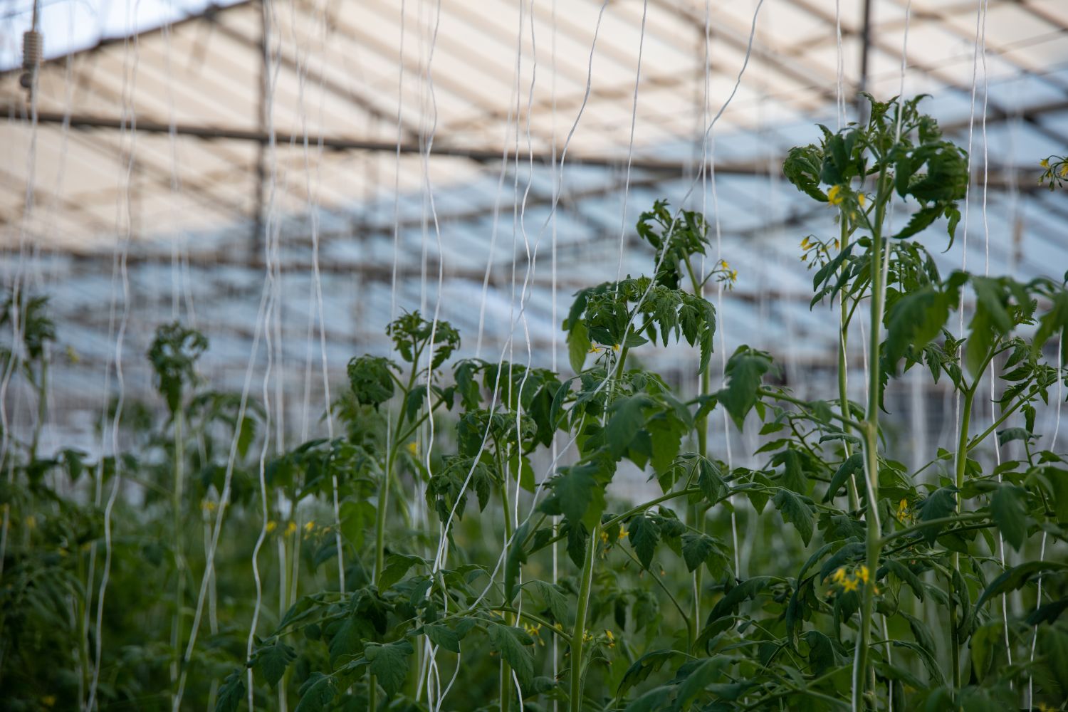 Tomatenanbau im Gewächshaus und Folientunnel Plantura
