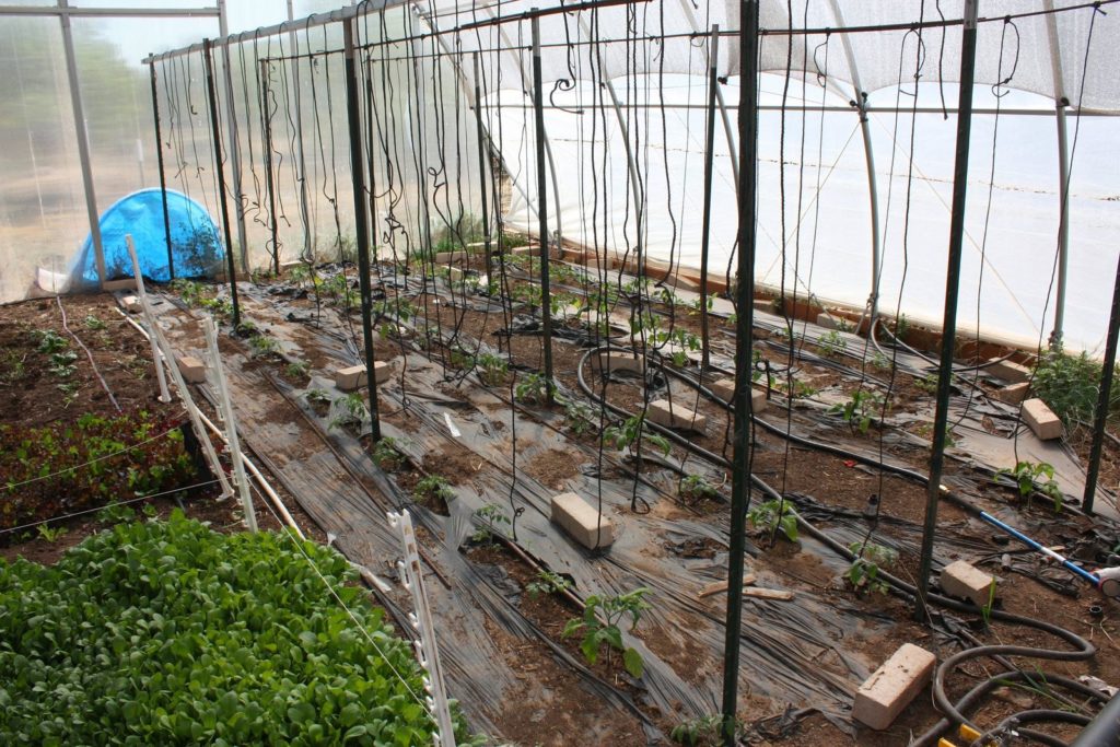 Tomatenanbau im Gewächshaus und Folientunnel Plantura