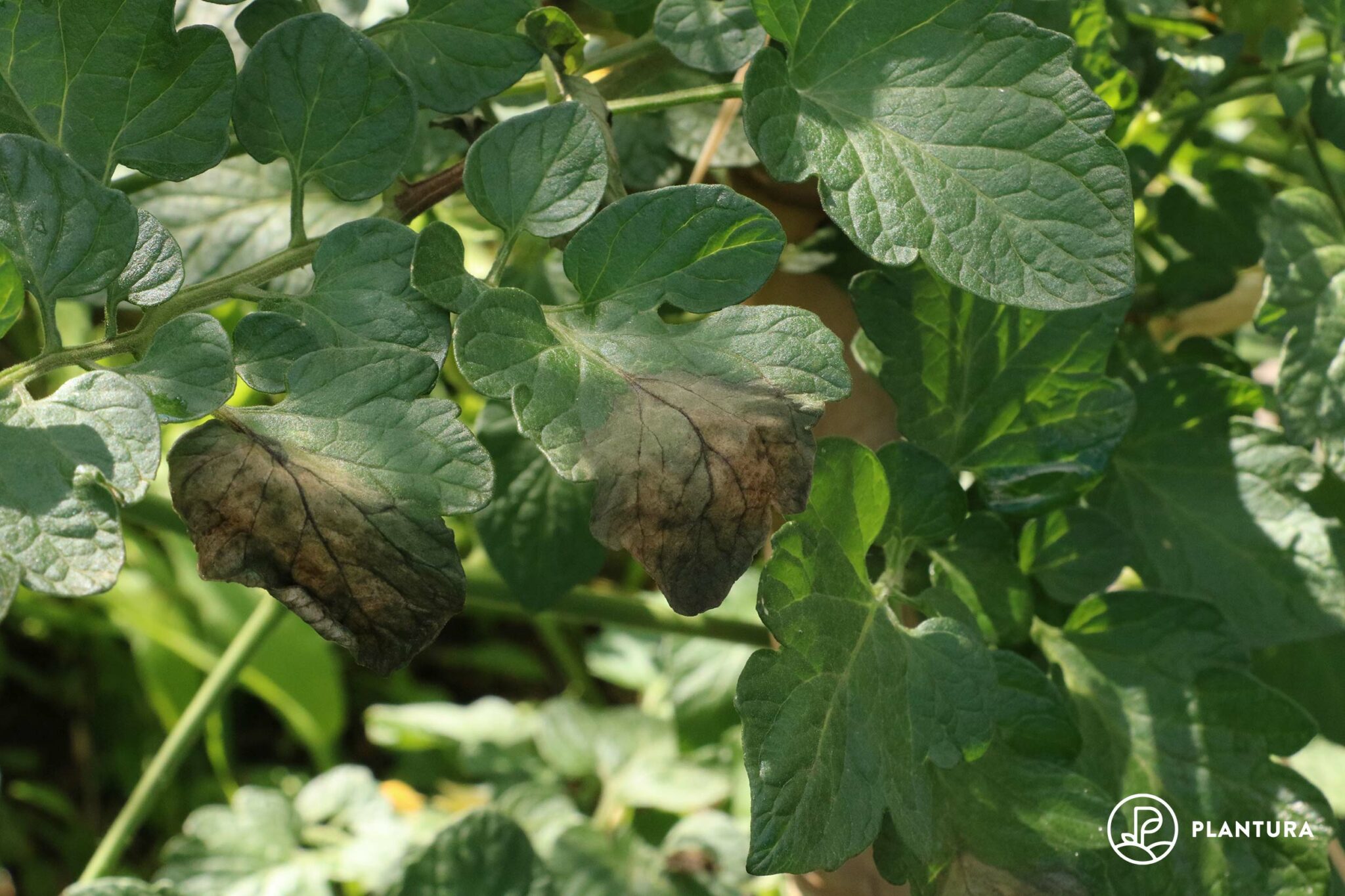 Kraut & Braunfäule bei Tomaten bekämpfen Plantura