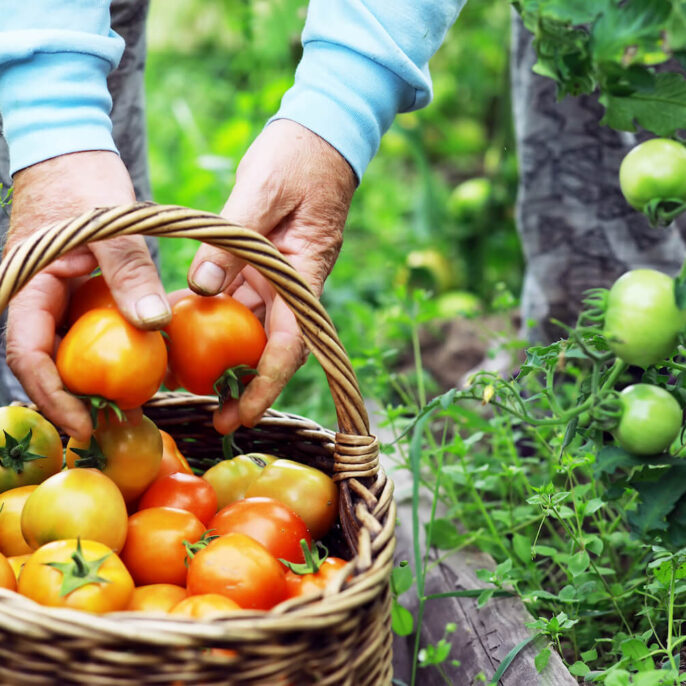 Tomaten: Ernten, lagern & konservieren
