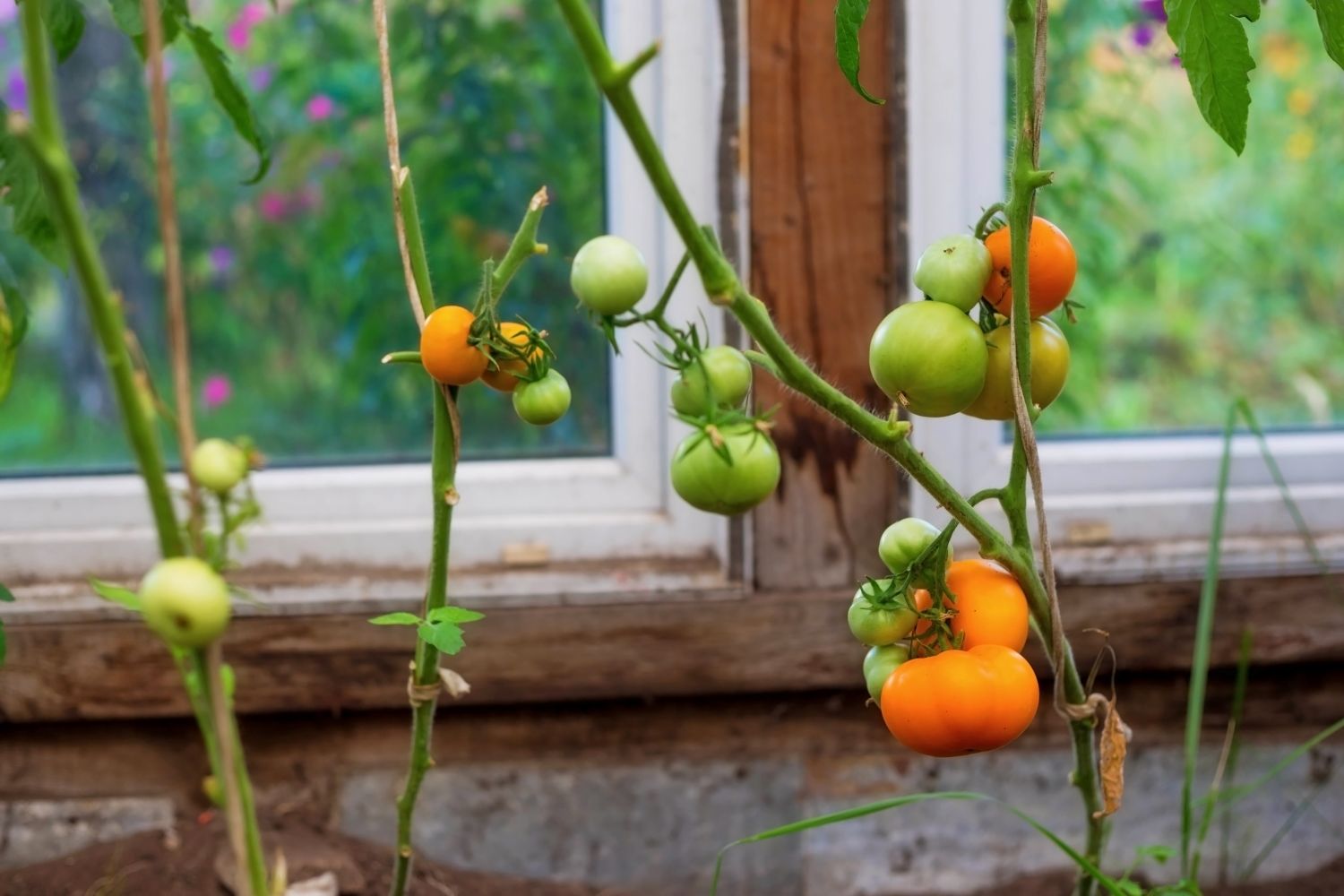 Tomatenanbau im Gewächshaus und Folientunnel Plantura