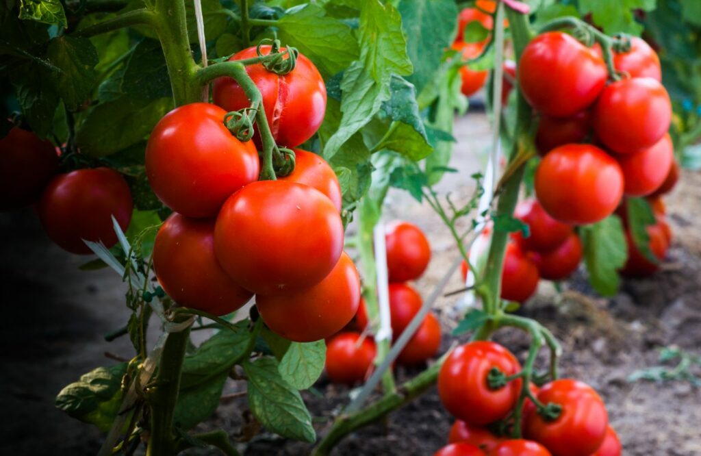 Tomaten in einem Beet