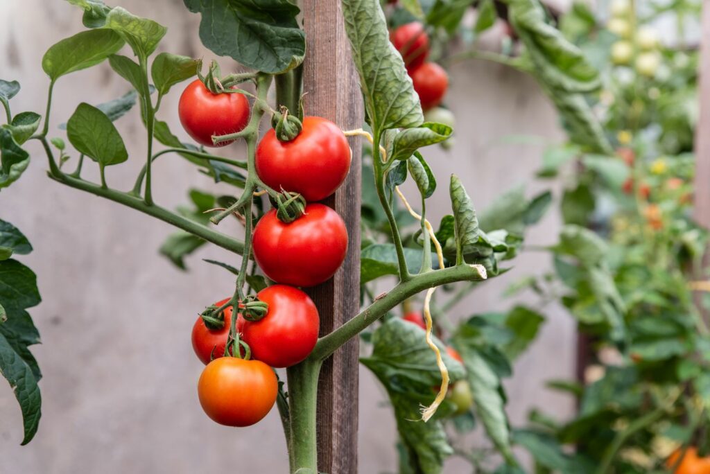 Tomaten wachsen an einer Holz-Stütze