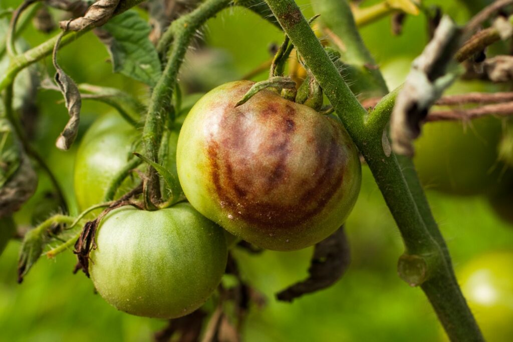 kranke Tomaten