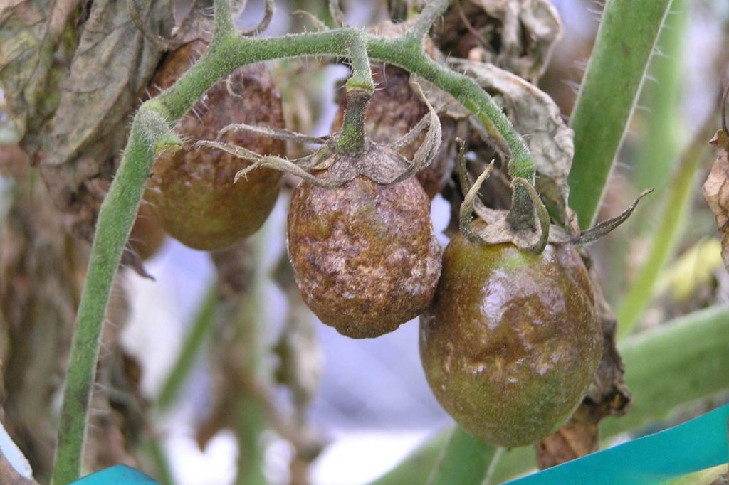 Grüne, mit Kraut-und Braunfäule befallene Tomaten