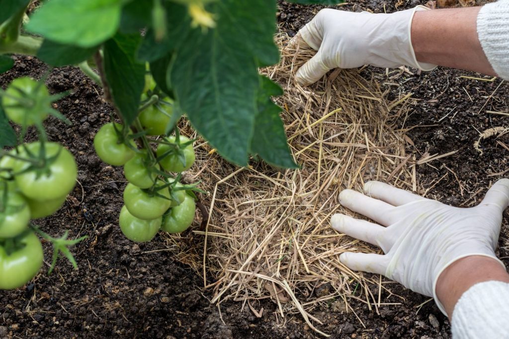 Mulchschicht aus Stroh wird um Tomatenpflanze verteilt