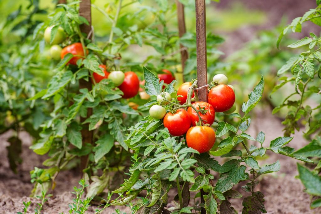 Reife Tomaten an einer Tomatenpflanze mit Stütze
