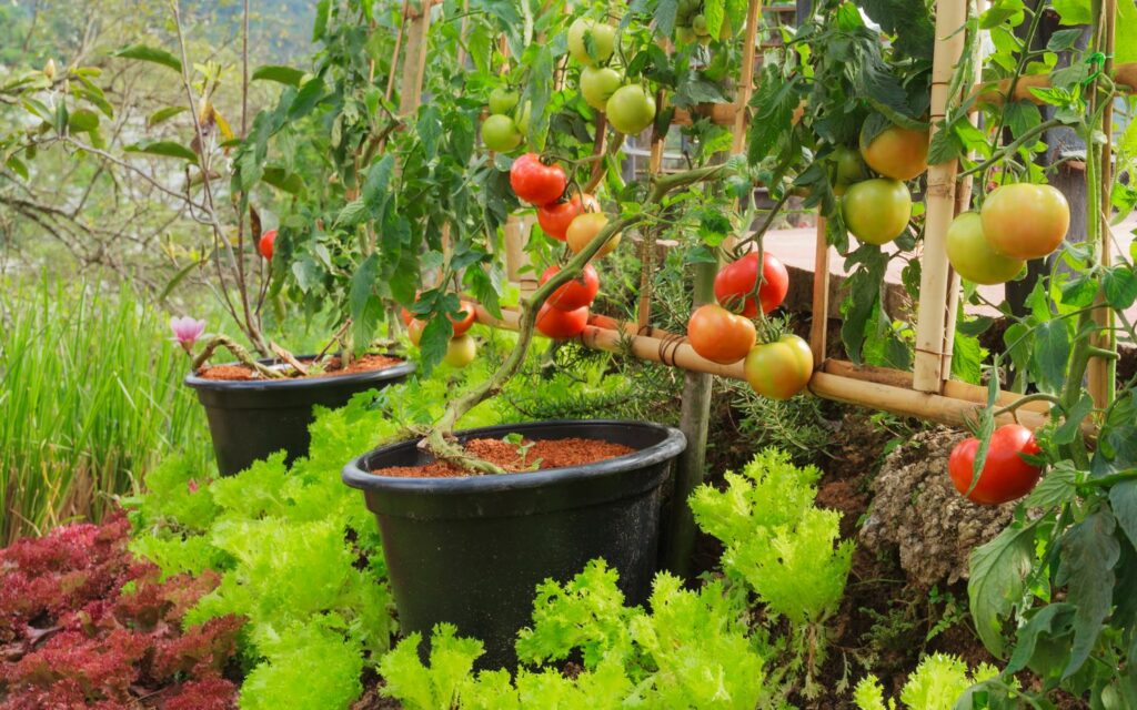 Tomatenanbau in Mischkultur