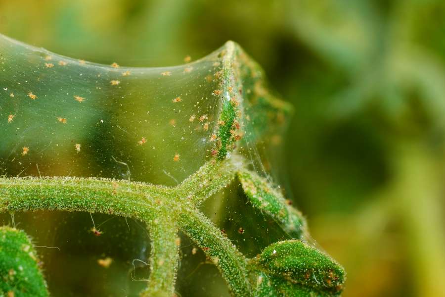 Netz von Spinnmilben an Tomatenpflanze