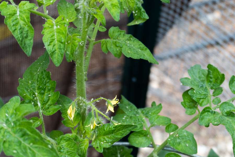 Tomatenpflanze mit Weißen Fliegen