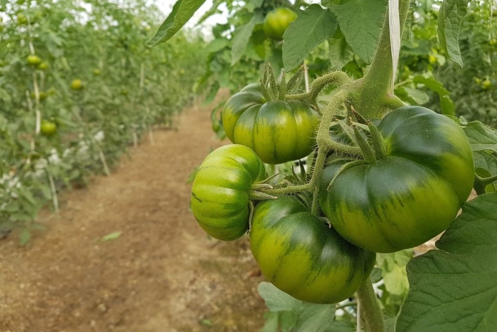 Tomatensorte 'Marmande'